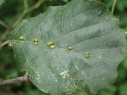 Image of Eriophyes inangulis