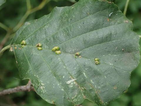 Imagem de Eriophyes inangulis