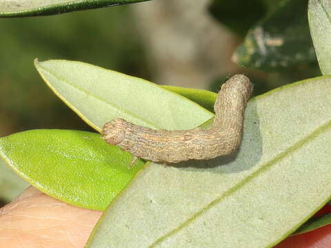 Image of Hyposidra incomptaria Walker 1866