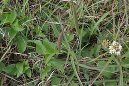 Plancia ëd Asclepias woodsoniana Standl. & Steyerm.