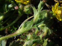 Image of spring cinquefoil