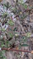 Image of clammy clover