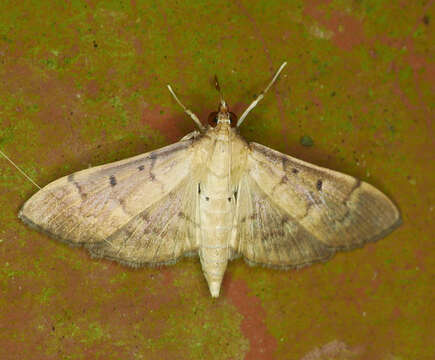 Image of Two-spotted Herpetogramma