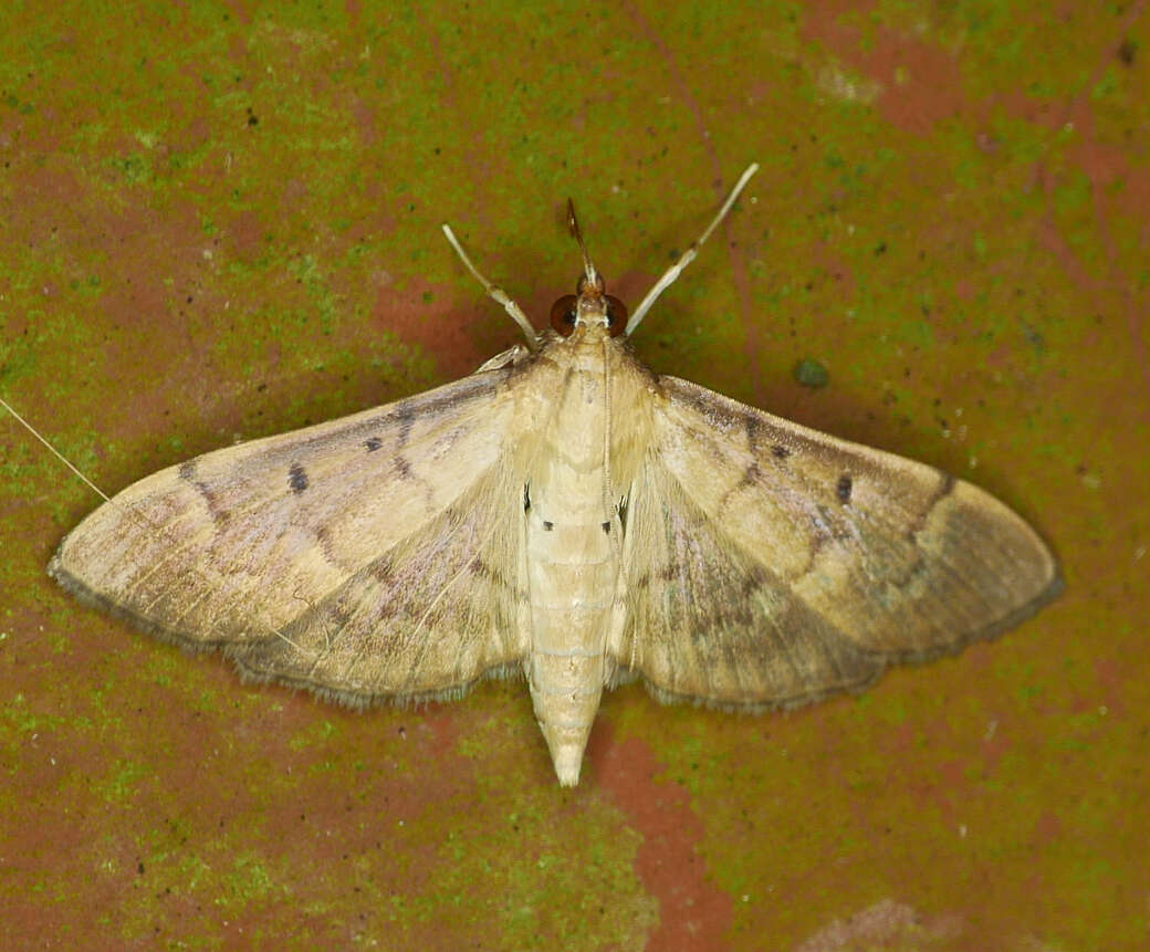 Image de Herpetogramma bipunctalis Fabricius 1794