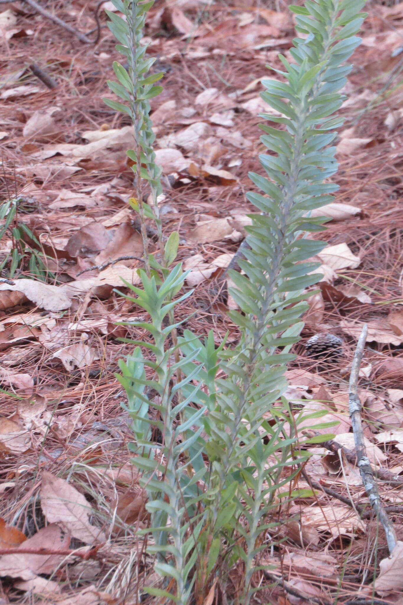 Dichaea glauca (Sw.) Lindl.的圖片