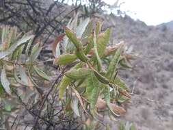 Image of Spinoliva ilicifolia (Hook. & Arn.) G. Sancho