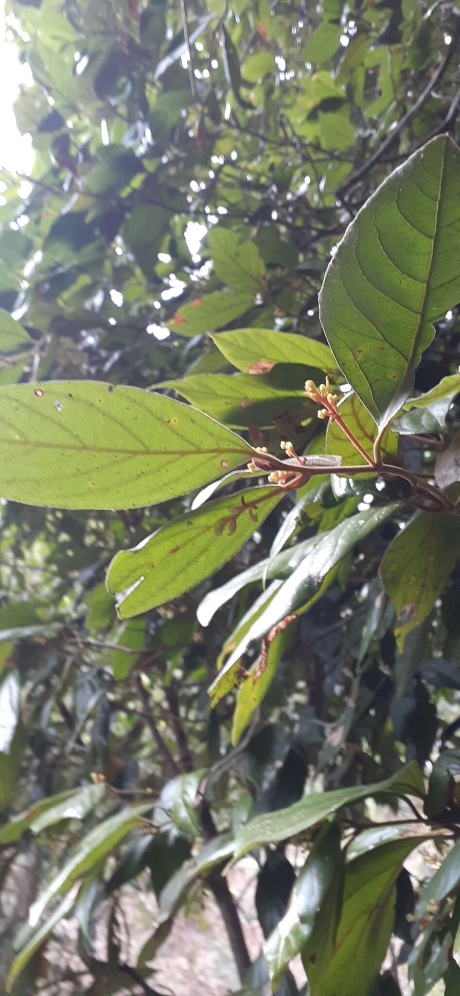 Image of Endiandra muelleri subsp. bracteata B. P. M. Hyland