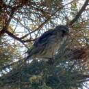 Image of Desert Black-throated Canary