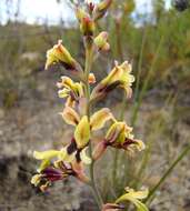 Image of Tritoniopsis parviflora (Jacq.) G. J. Lewis