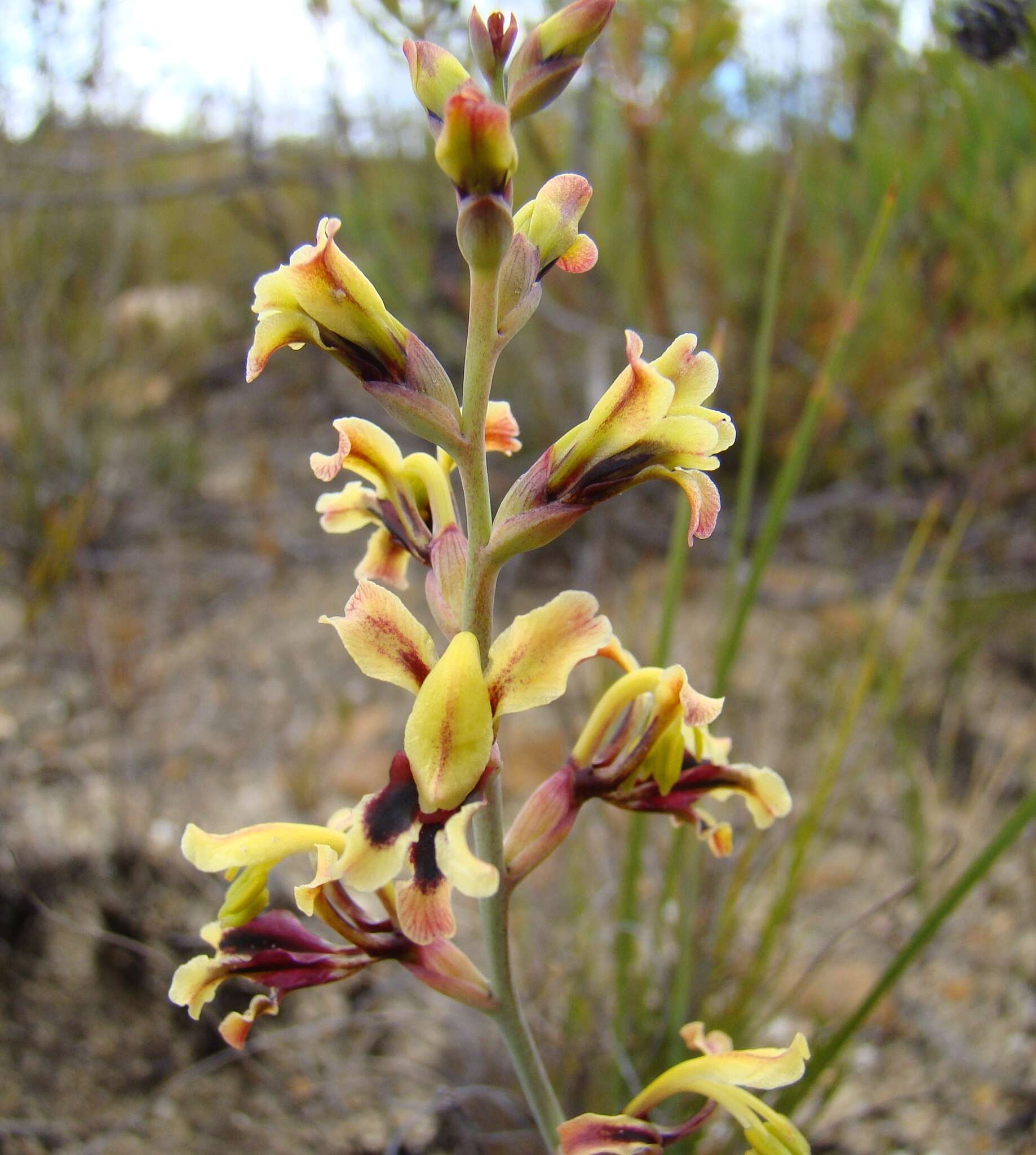 Image of Tritoniopsis parviflora (Jacq.) G. J. Lewis