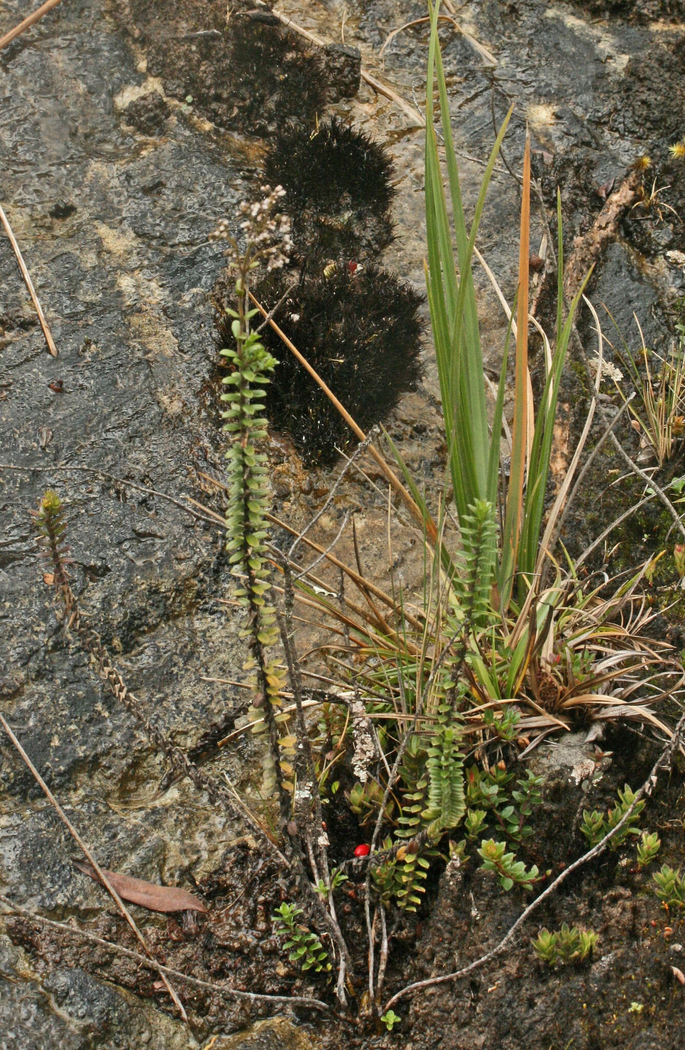 Image de Valeriana microphylla Kunth