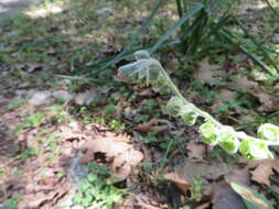 Image of blue hound's tongue