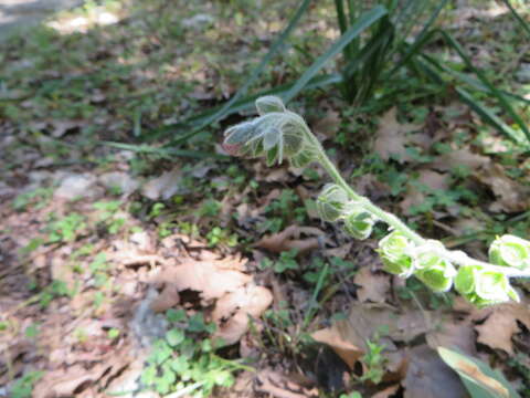 Image of blue hound's tongue