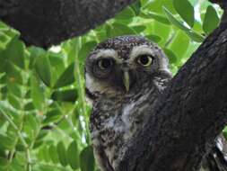 Image of Spotted Owlet