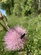 Image de Osmia chalybea Smith 1853