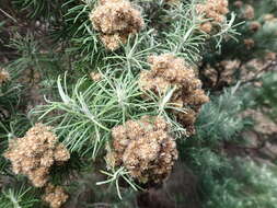 Plancia ëd Cassinia tenuifolia Benth.