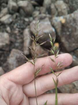 Plancia ëd Trisetum subalpestre (Hartm.) Neuman