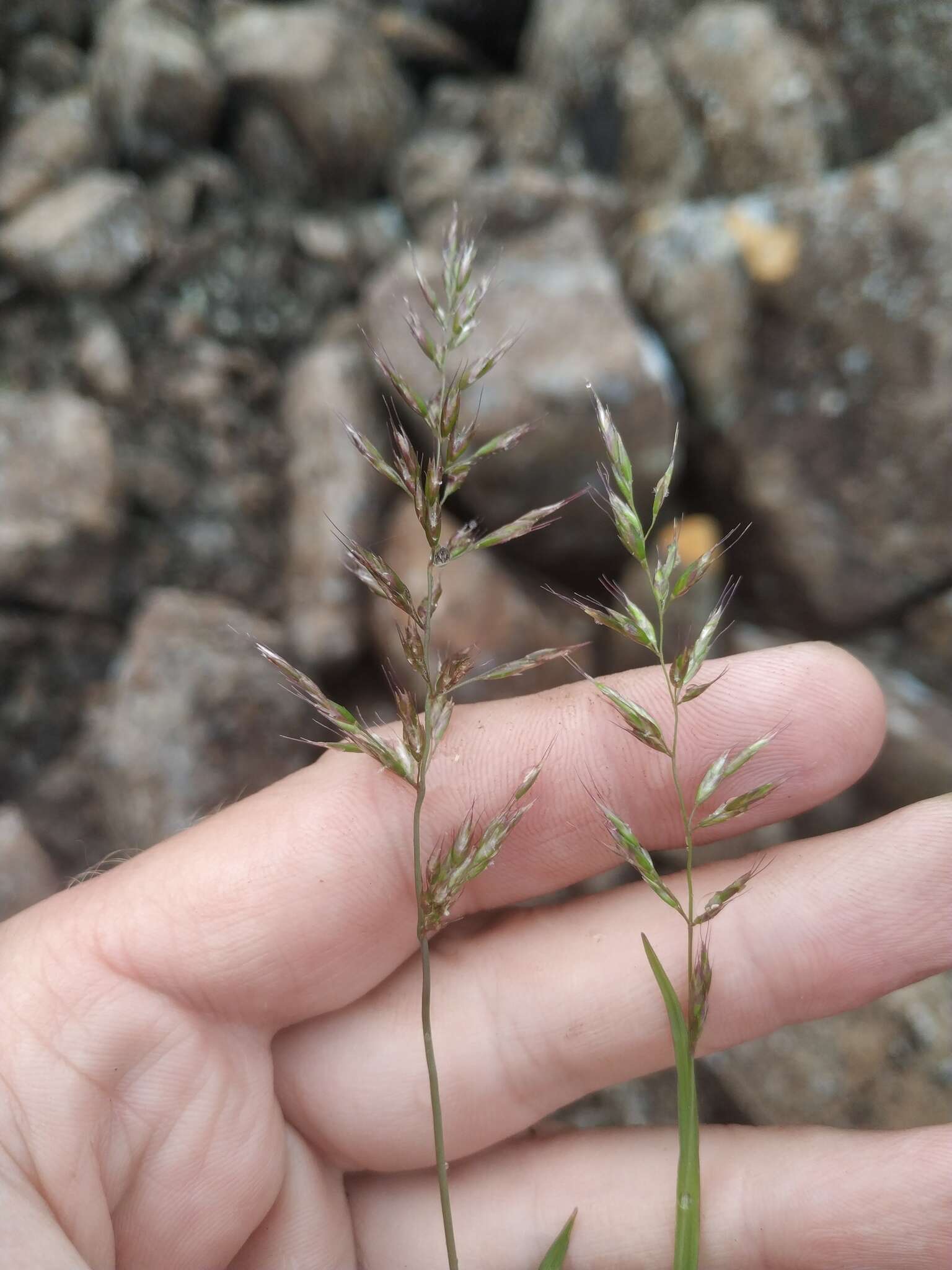 Imagem de Trisetum subalpestre (Hartm.) Neuman