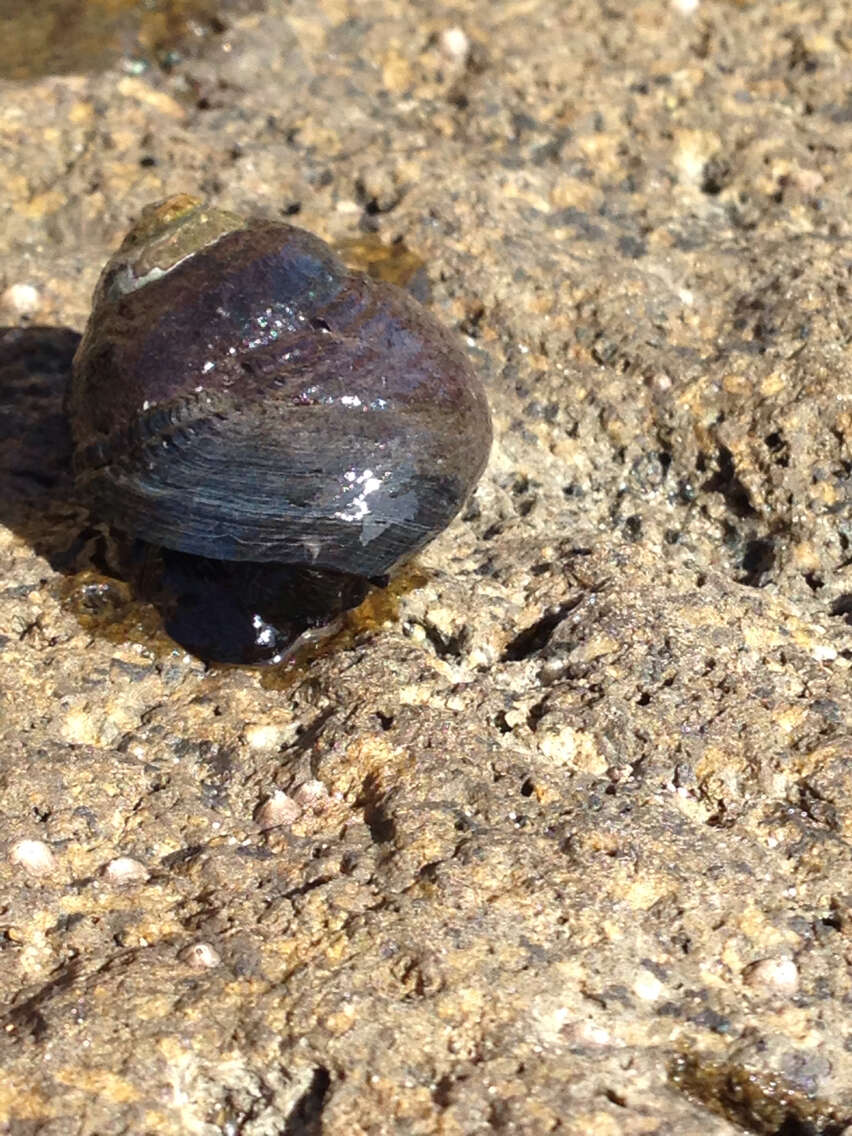 Image of Black Top Shell