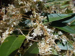 Image of Cuscuta ceanothii Behr