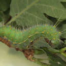 صورة Saturnia caecigena (Kupido 1825)