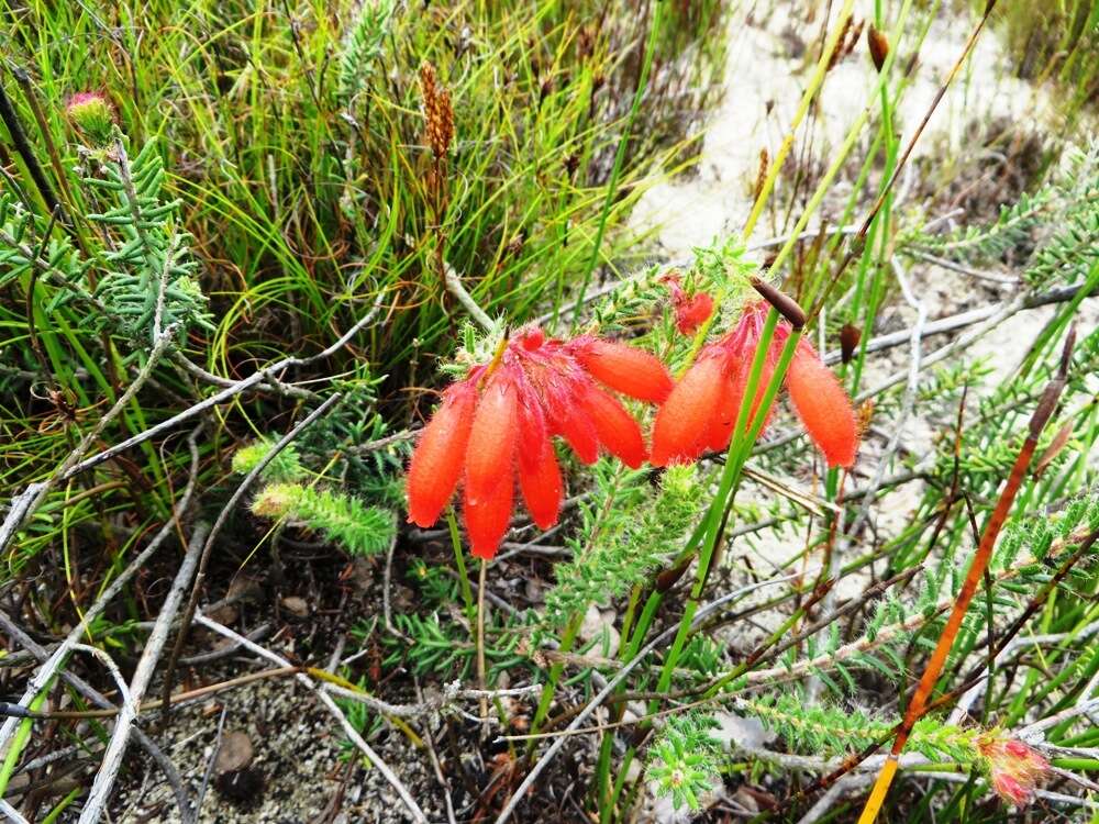 صورة <i>Erica <i>cerinthoides</i></i> subsp. cerinthoides