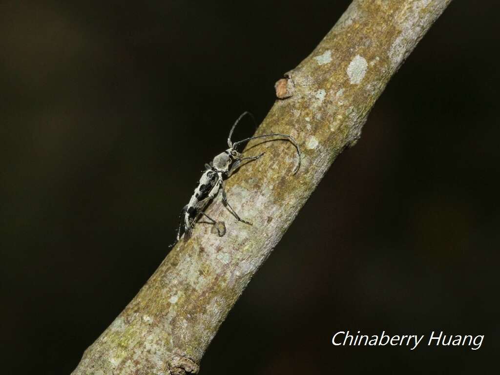 Image of Anaglyptus (Aglaophis) decemmaculatus (Gressitt 1935)