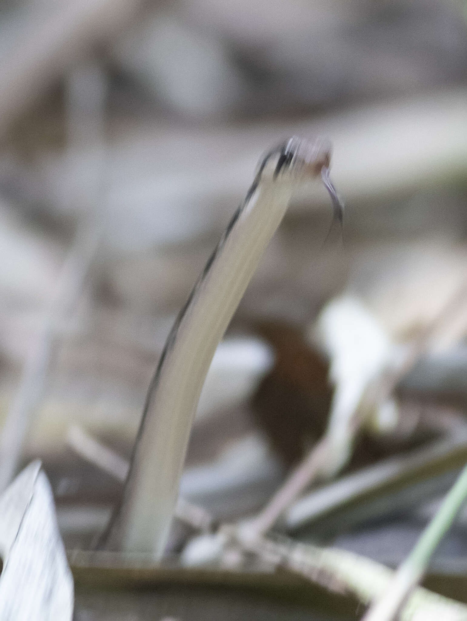 Image of Himalayan Keelback