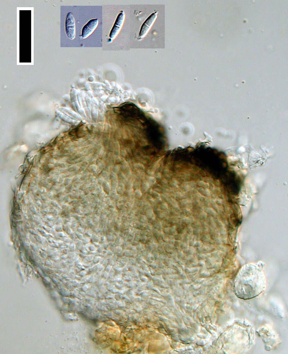 Image of Sphaerellopsis