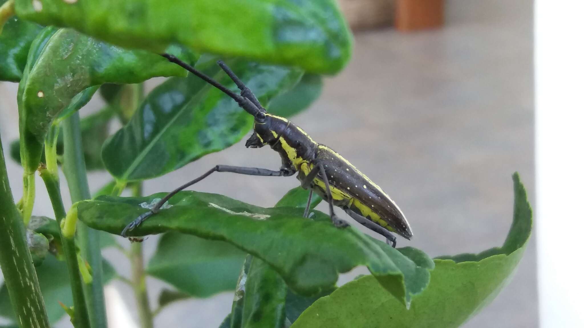 Taeniotes scalatus (Gmelin 1790) resmi