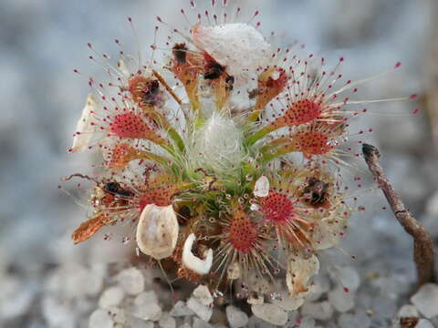 Image of Drosera patens Lowrie & Conran