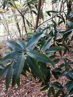 صورة Quercus myrsinifolia Blume