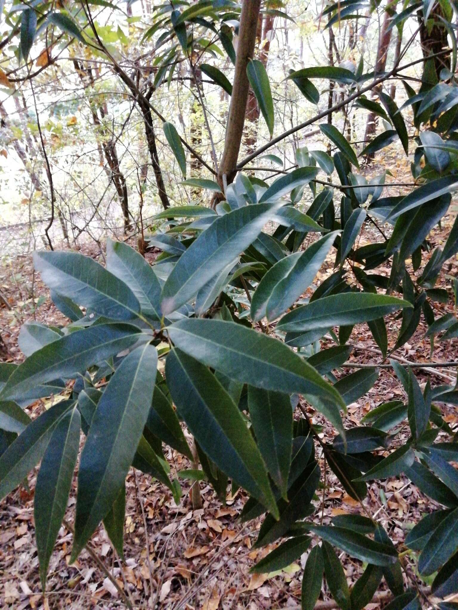 Image of bamboo-leaf oak