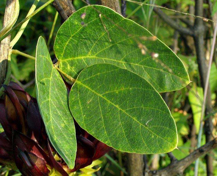 Image of Mucuna coriacea Baker