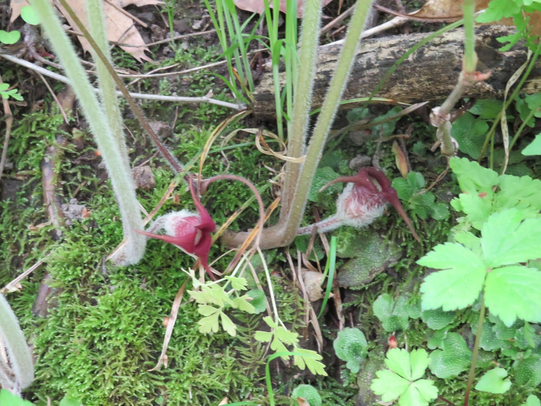 Image of Asarum canadense var. canadense