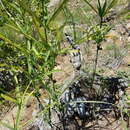 Image of Polygonatum sibiricum Redouté