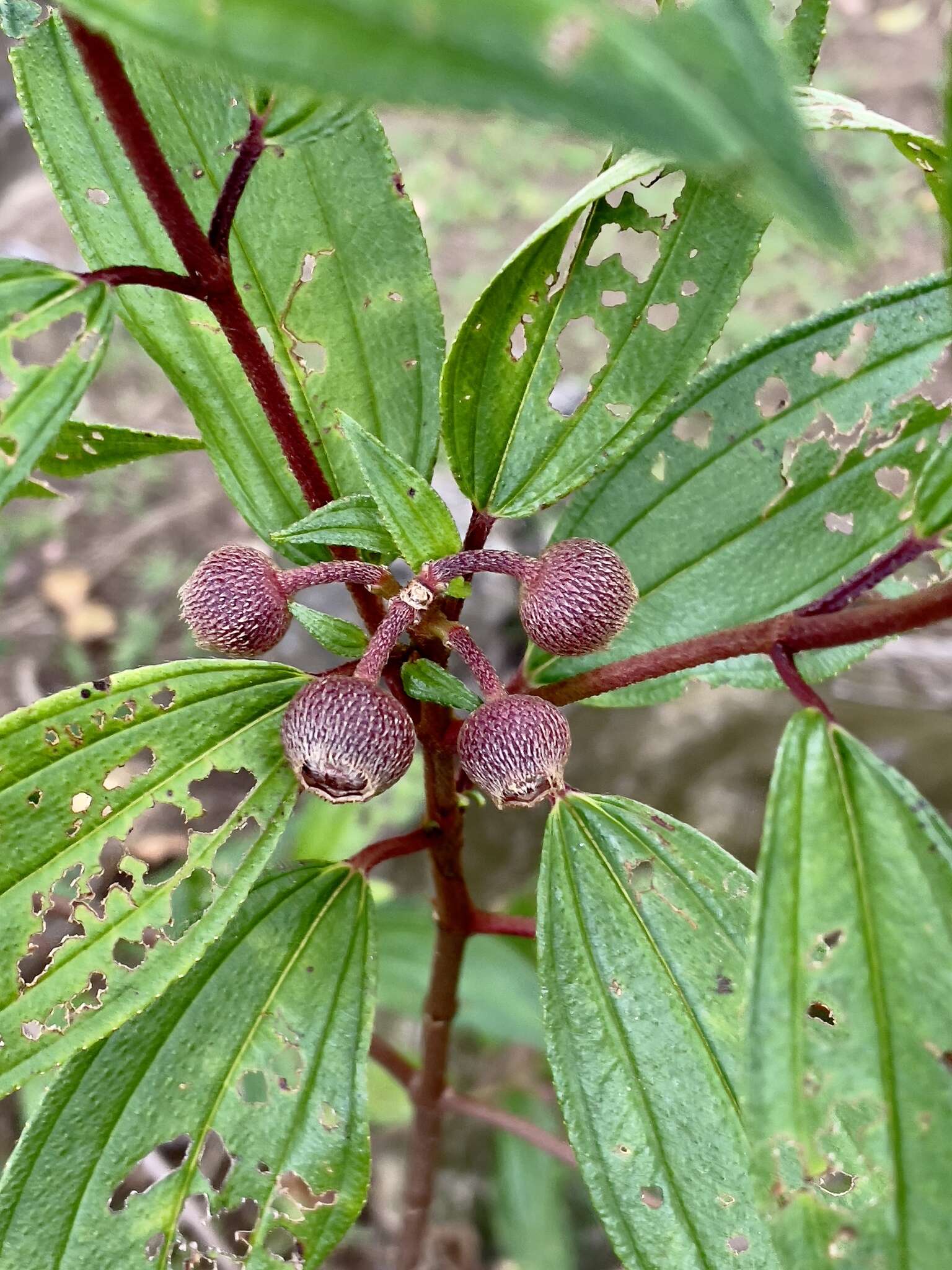 Слика од Melastoma denticulatum Labill.