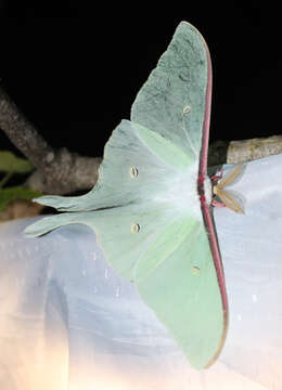 Image of Actias artemis (Bremer & Grey 1853)