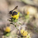 Pseudoanthidium canariense (Mavromoustakis 1954) resmi