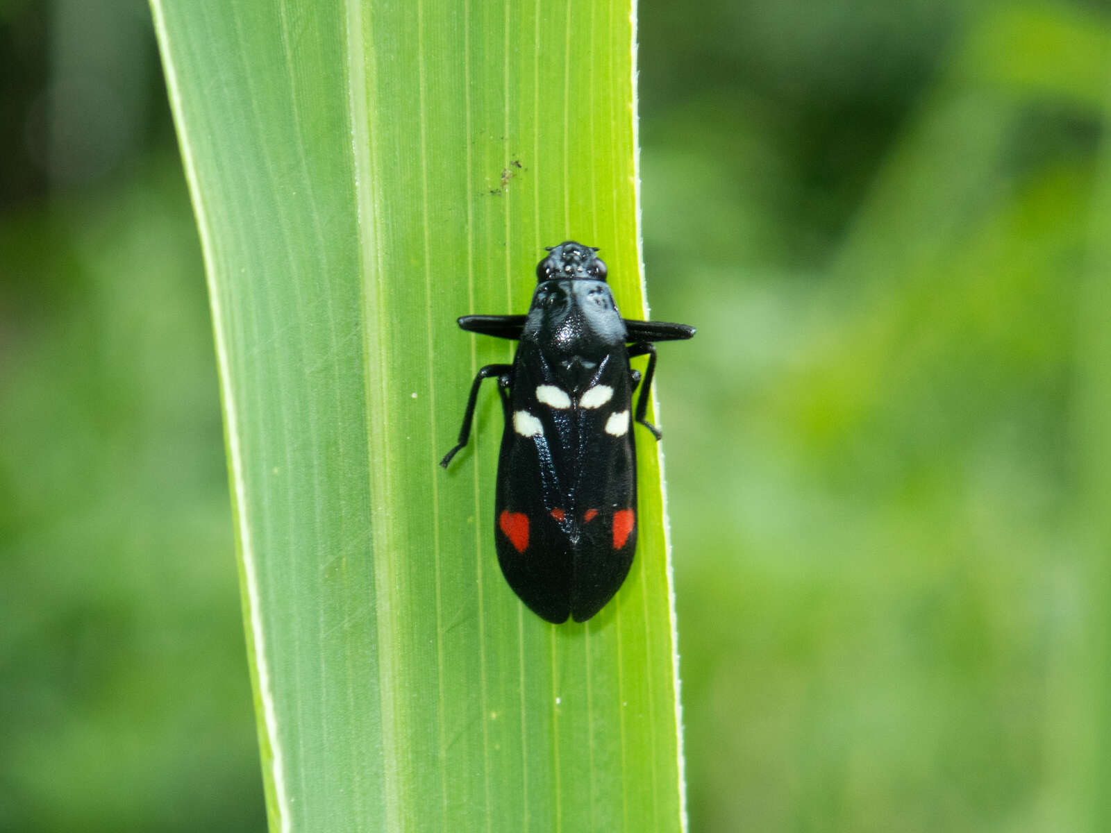 Image of Callitettix versicolor (Fabricius 1794)