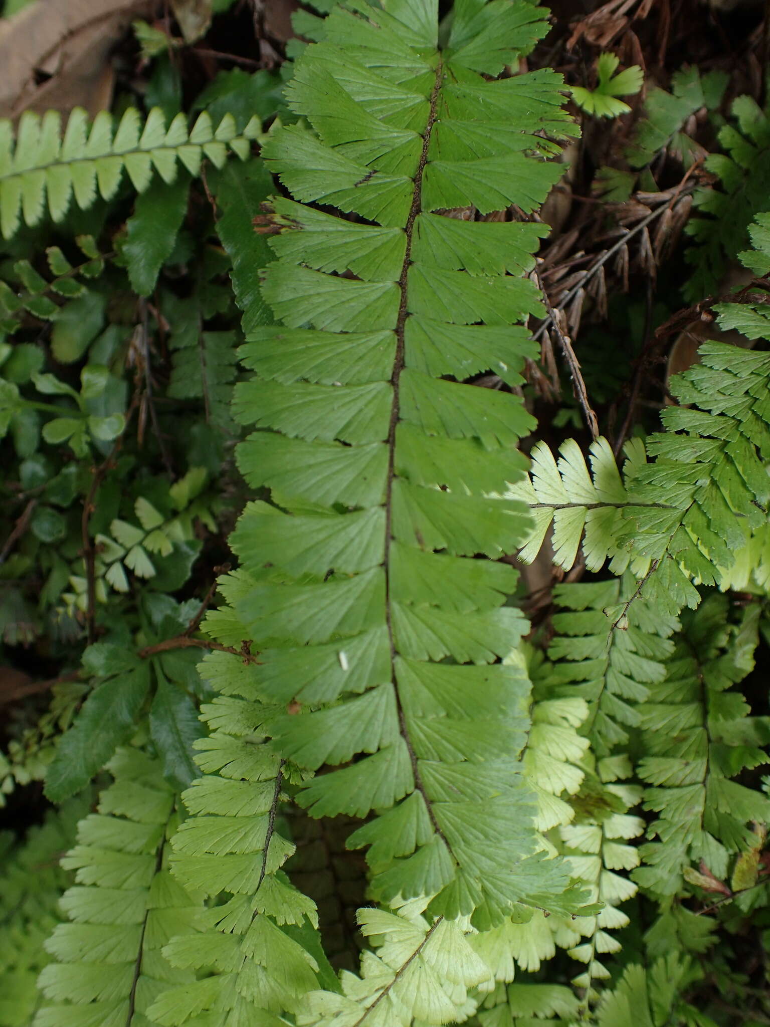 Adiantum ciliatum Bl.的圖片