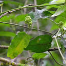 Image of Marsdenia tinctoria R. Br.