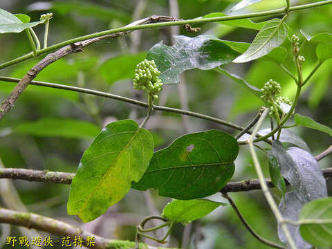 Слика од Marsdenia tinctoria R. Br.