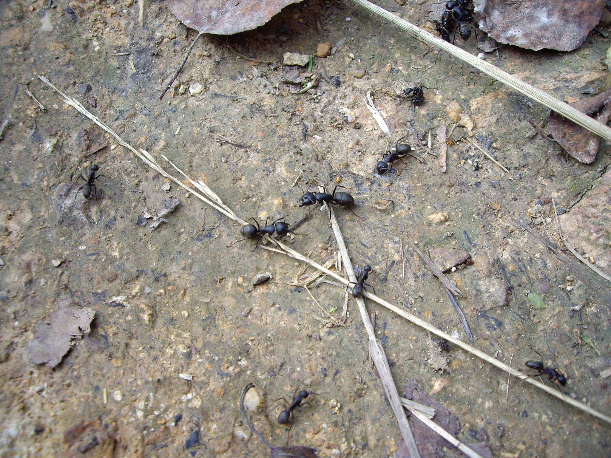 Image of Camponotus saxatilis Ruzsky 1895