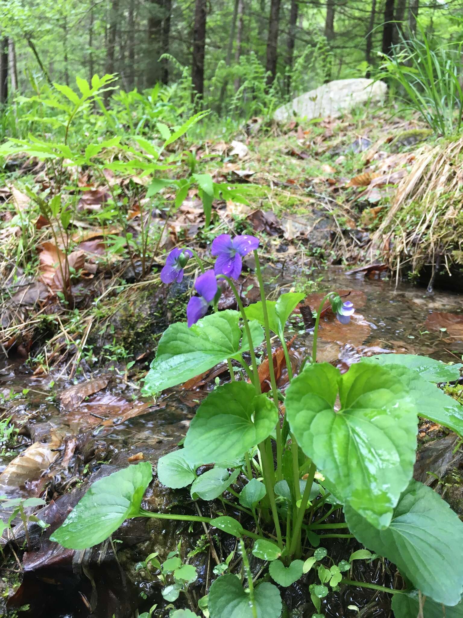 Слика од Viola cucullata Ait.