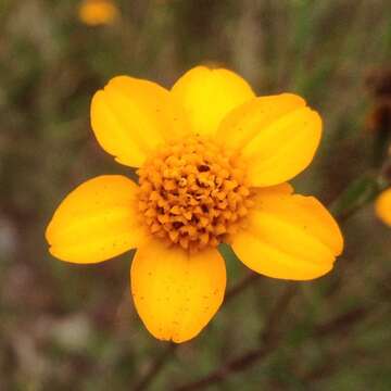 Image of Dyssodia pinnata (Cav.) B. L. Rob.