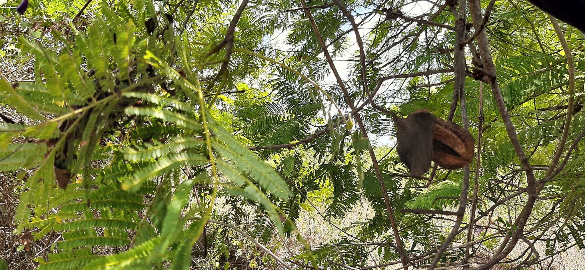 Plancia ëd Jacaranda caucana Pittier