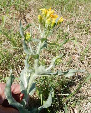 Image of Quayle's ragwort