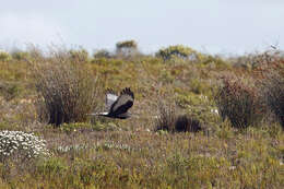 Image of Black Harrier