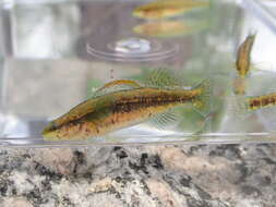 صورة Etheostoma mariae (Fowler 1947)